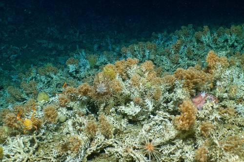 Ancient deep coral reef framework 